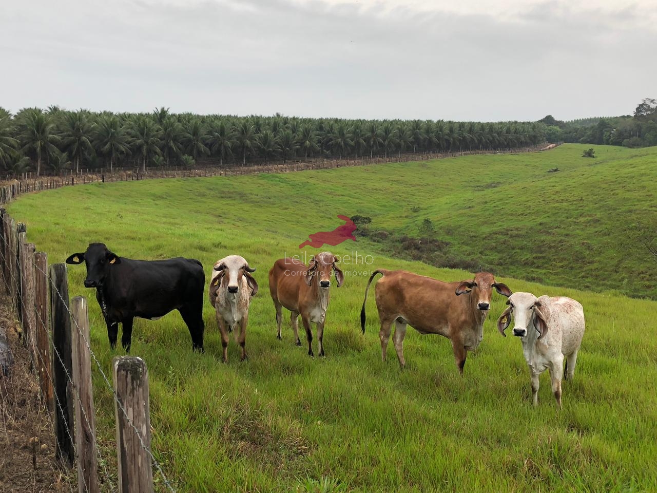 Fazenda à venda com 5 quartos, 600m² - Foto 2