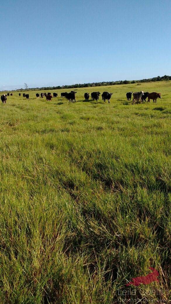 Fazenda à venda com 5 quartos, 600m² - Foto 10