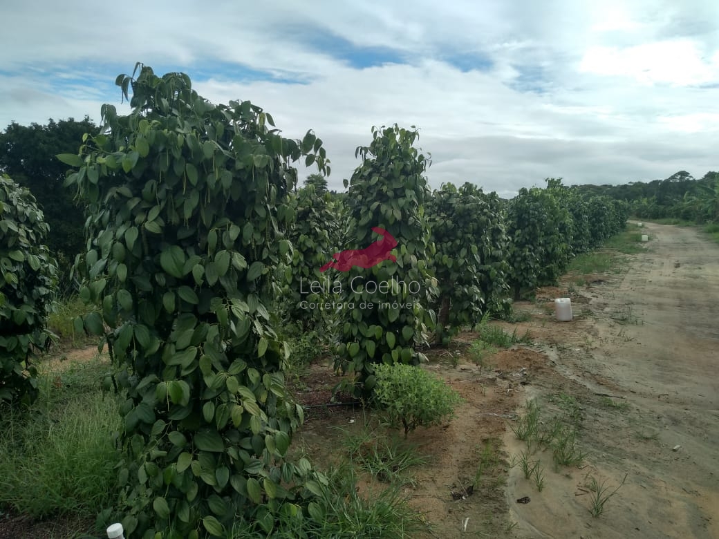 Fazenda à venda com 5 quartos, 600m² - Foto 7