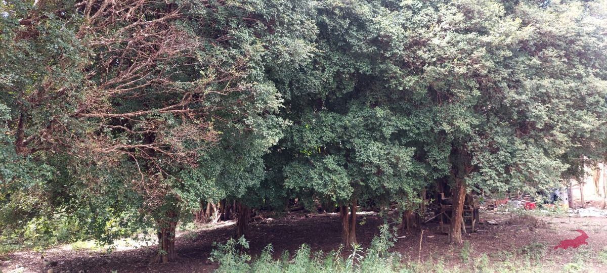 Fazenda à venda com 3 quartos, 200m² - Foto 7